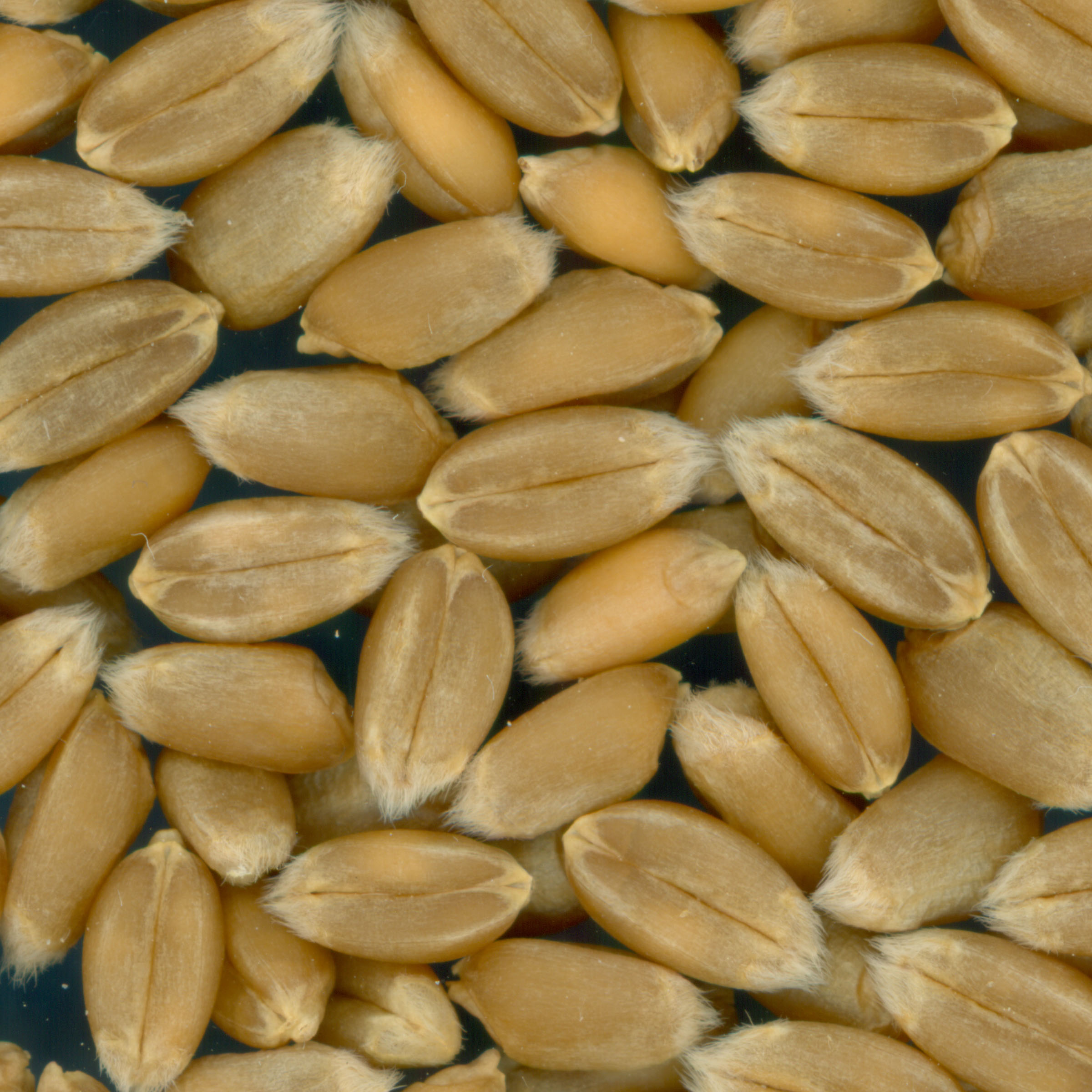 KERNELS